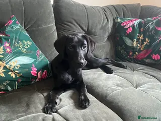Labrador Retriever dogs Black female working labrador - Advert 1