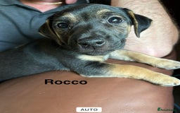 Jack Russell dogs for sale: Jack Russell’s ready now - Image 22