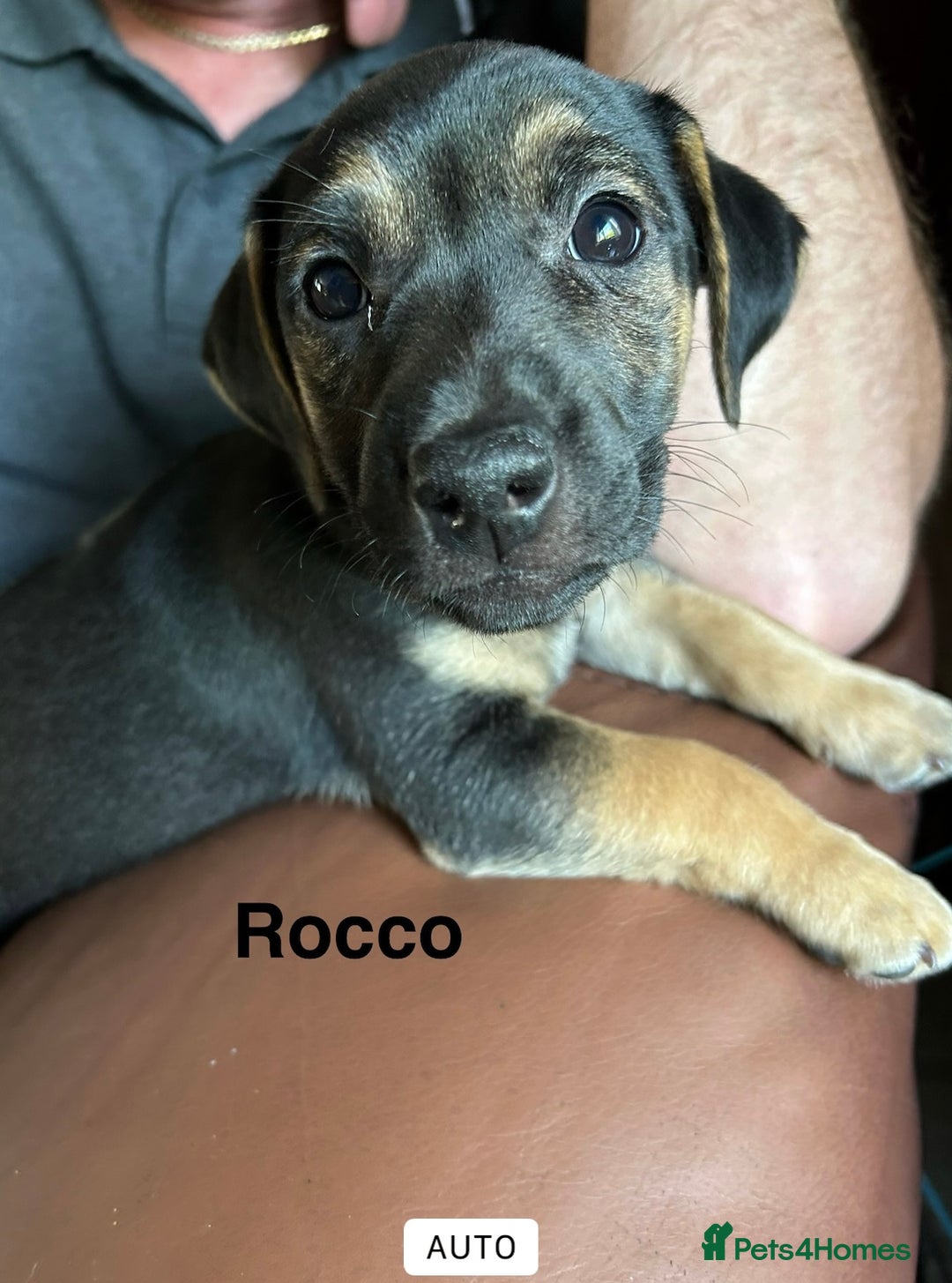 Jack Russell dogs for sale: Jack Russell’s ready now - Image 22