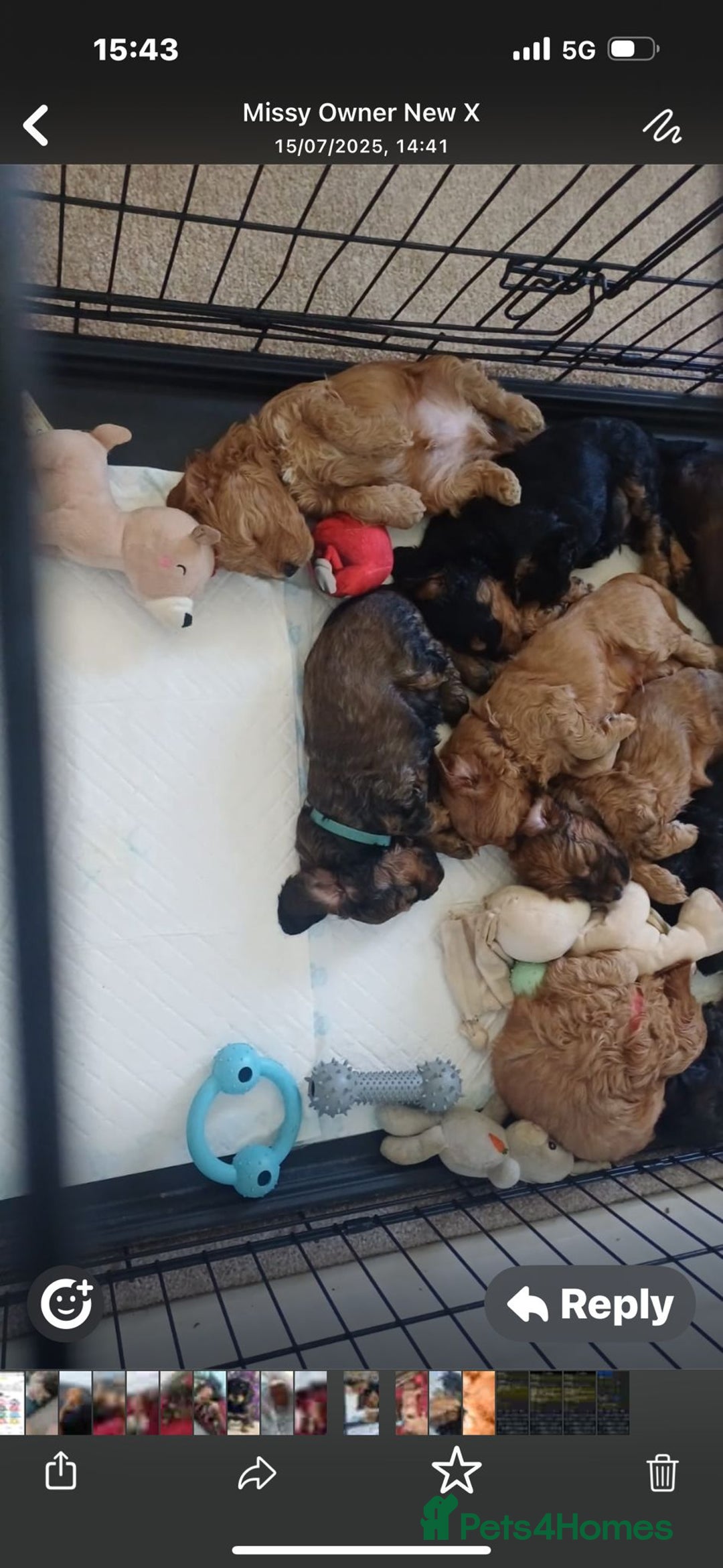 Cockapoo dogs for sale: F1 Toy Cockapoos - Image 8
