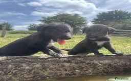 Mixed Breed dogs for sale: Stunning Bedlington x whippet puppies  - Image 20