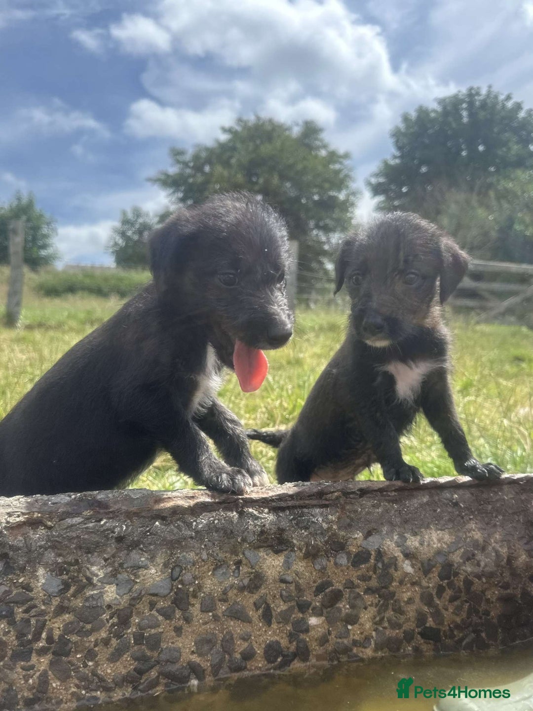 Mixed Breed dogs for sale: Stunning Bedlington x whippet puppies  - Image 20