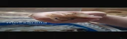Mouse rodents for sale: Female mice and setup - Advert 6
