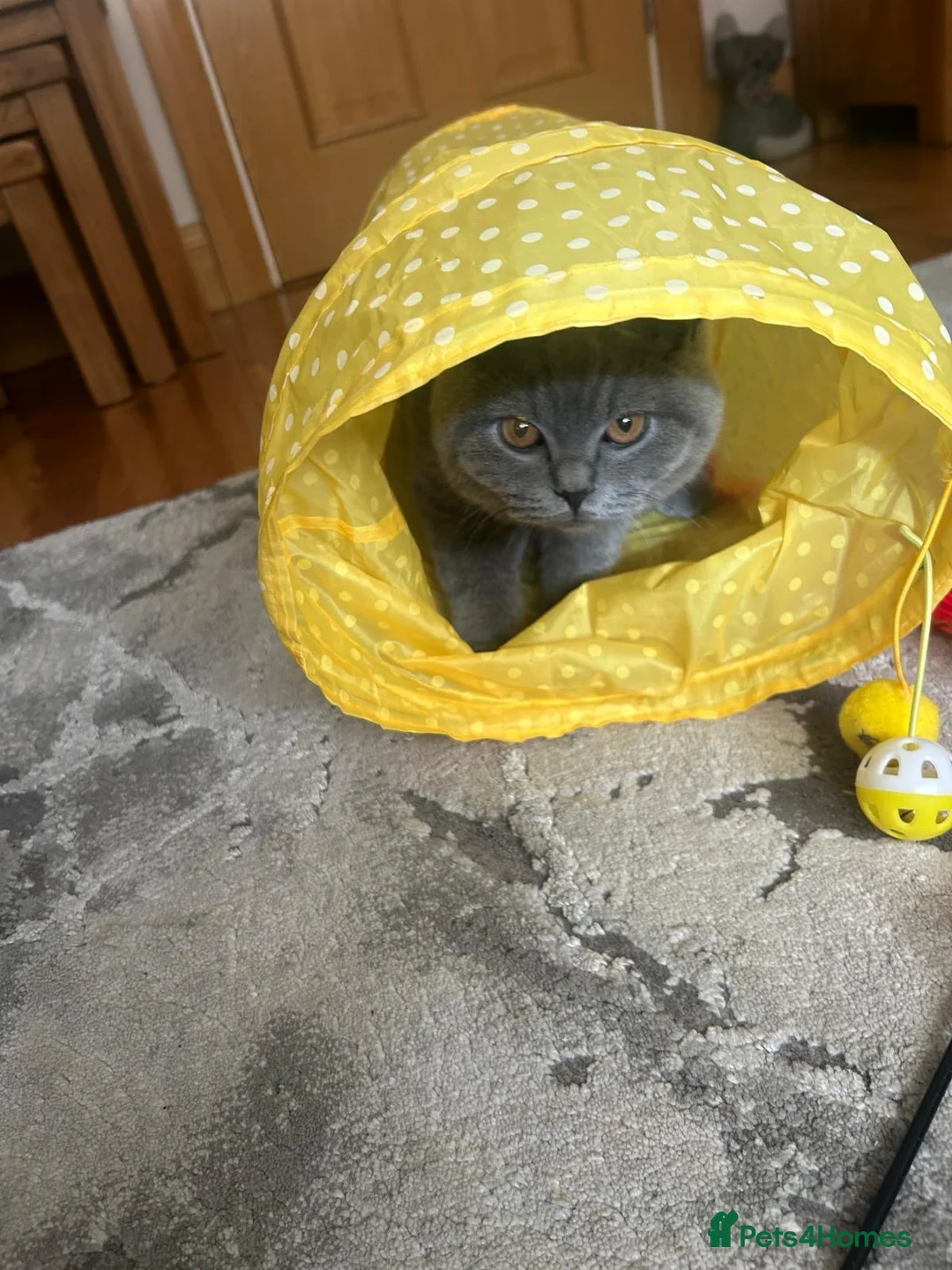 British Shorthair cats for sale: 🏆Exceptional pedigree GCCF BSH blue boy💙 - Advert 10