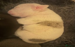 English Bulldog dogs for sale: 🌟 health tested parents 🌟 - Image 40