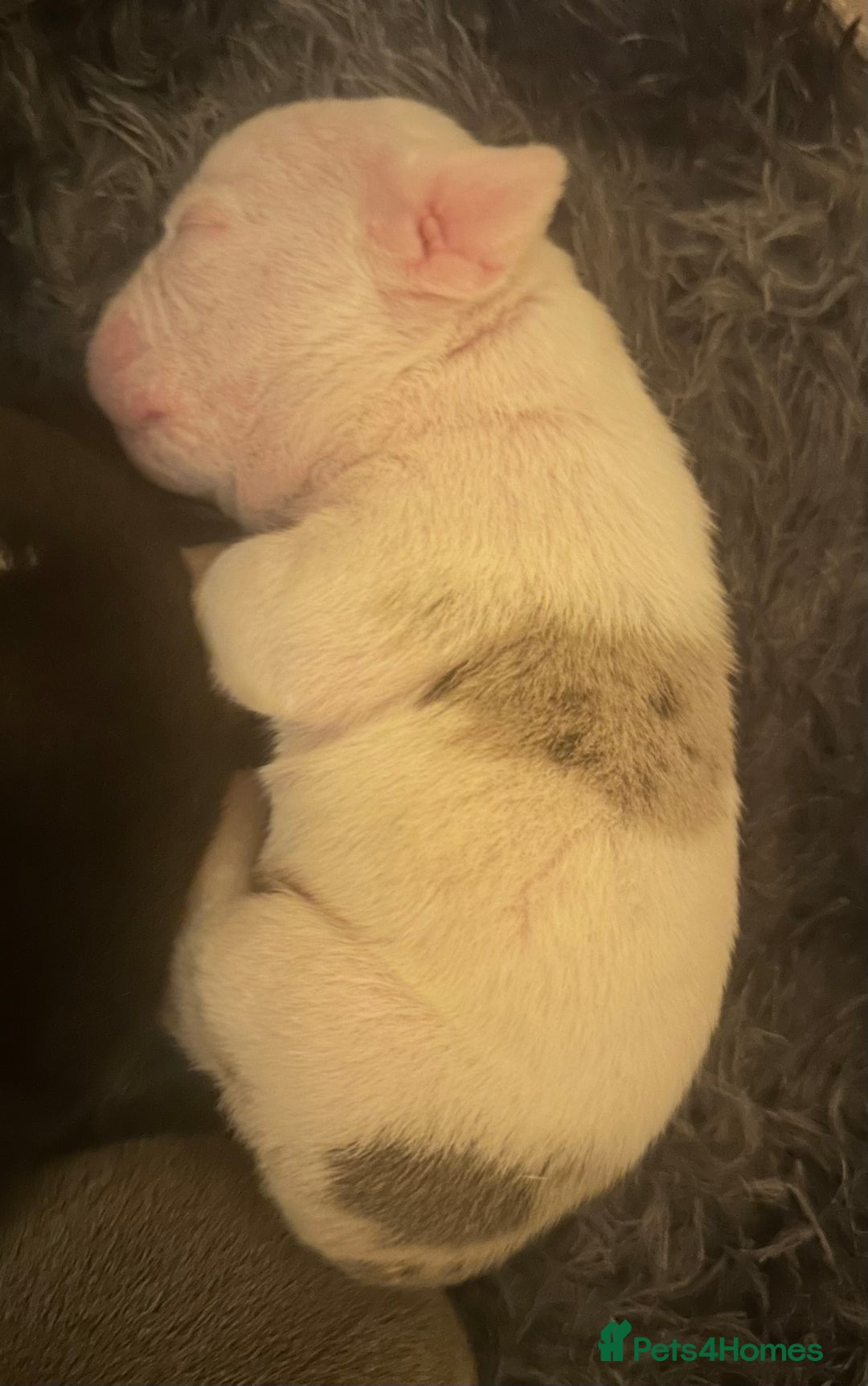 English Bulldog dogs for sale: 🌟 health tested parents 🌟 - Image 40