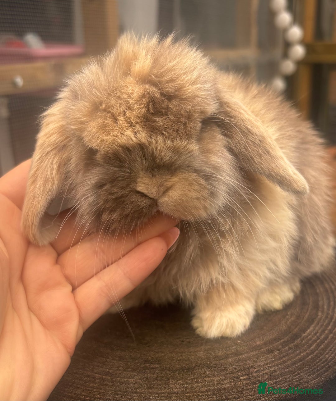 Mini Lop rabbits for sale: PURE BRED mini lops  - Advert 3