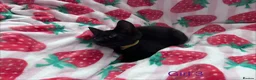 Mixed Breed cats for sale: 5 Kittens Ready to Go! - Advert 7