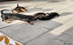 Miniature Dachshund dogs for sale: 2 beautiful dachshunds left  - Image 7