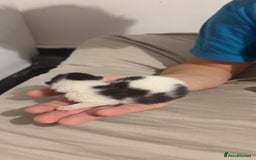 Mixed Breed cats for sale: 4 kittens for sale  - Image 2