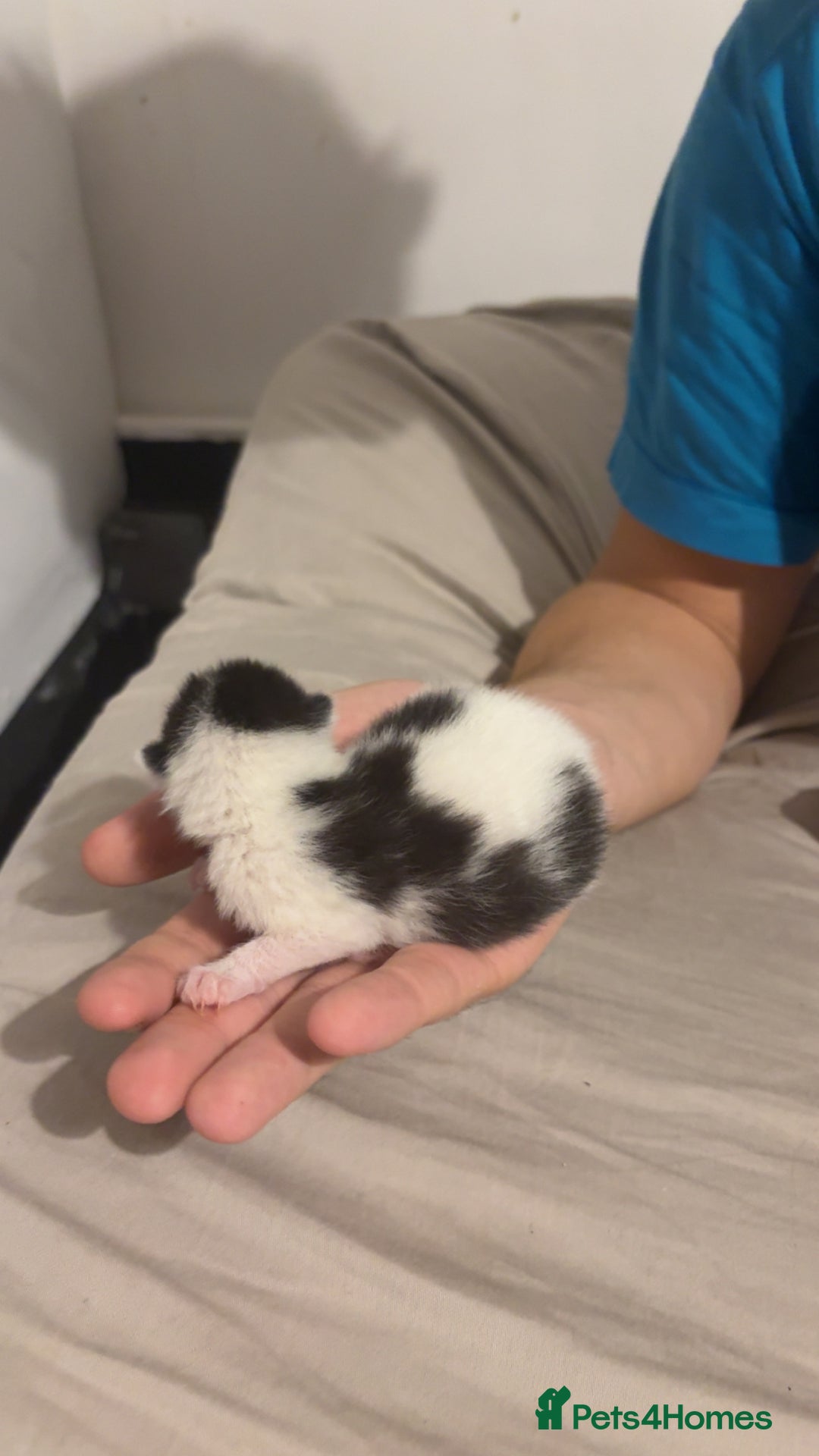 Mixed Breed cats for sale: 4 kittens for sale  - Image 2
