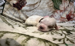 Mixed Breed dogs for sale: Cockalier puppies  - Advert 27