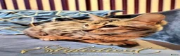 Savannah cats for sale: Proven stud and Young adult F3 female on active re - Advert 14
