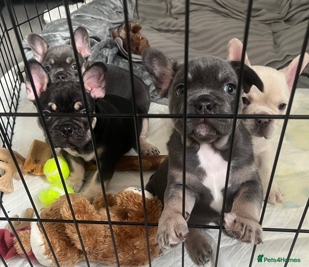 French Bulldog dogs for sale: London’s French Bulldog Puppies 🏴󠁧󠁢󠁥󠁮󠁧󠁿 - Advert 2