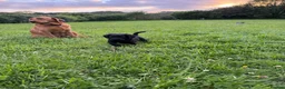 Labradoodle dogs for sale: Miniature labradoodles  - Advert 5