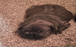Mixed Breed dogs for sale: Beautiful pups - Image 1
