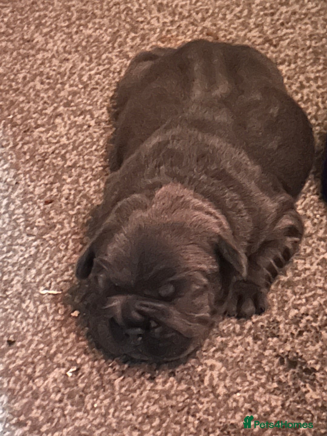 Mixed Breed dogs for sale: Beautiful pups - Image 1