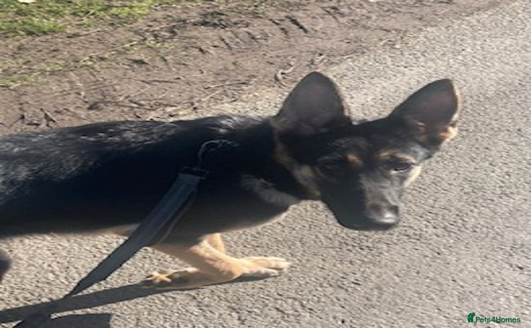 German Shepherd dogs Adorable litter of 6 puppies  - Advert 10