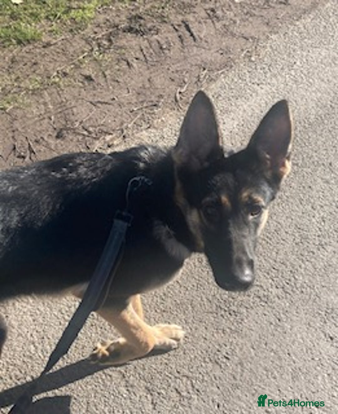 German Shepherd dogs for sale: Adorable litter of 6 puppies  - Advert 1