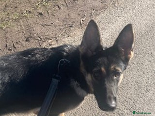 German Shepherd dogs for sale: Adorable litter of 6 puppies - Advert 1