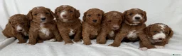 Australian Labradoodle dogs for sale: Fabulous Australian Labradoodle Puppiex - Advert 7