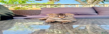 Scottish Fold Kitten 1