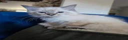 Ragdoll cats for sale: Registered/Pedigree/Stunning/Ragdolls  - Advert 13