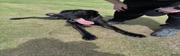 Great Dane dogs for stud: Proven KC Registered Great Dane for Stud - Advert 3