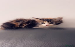 Mixed Breed cats for sale: Maximum  - Image 3