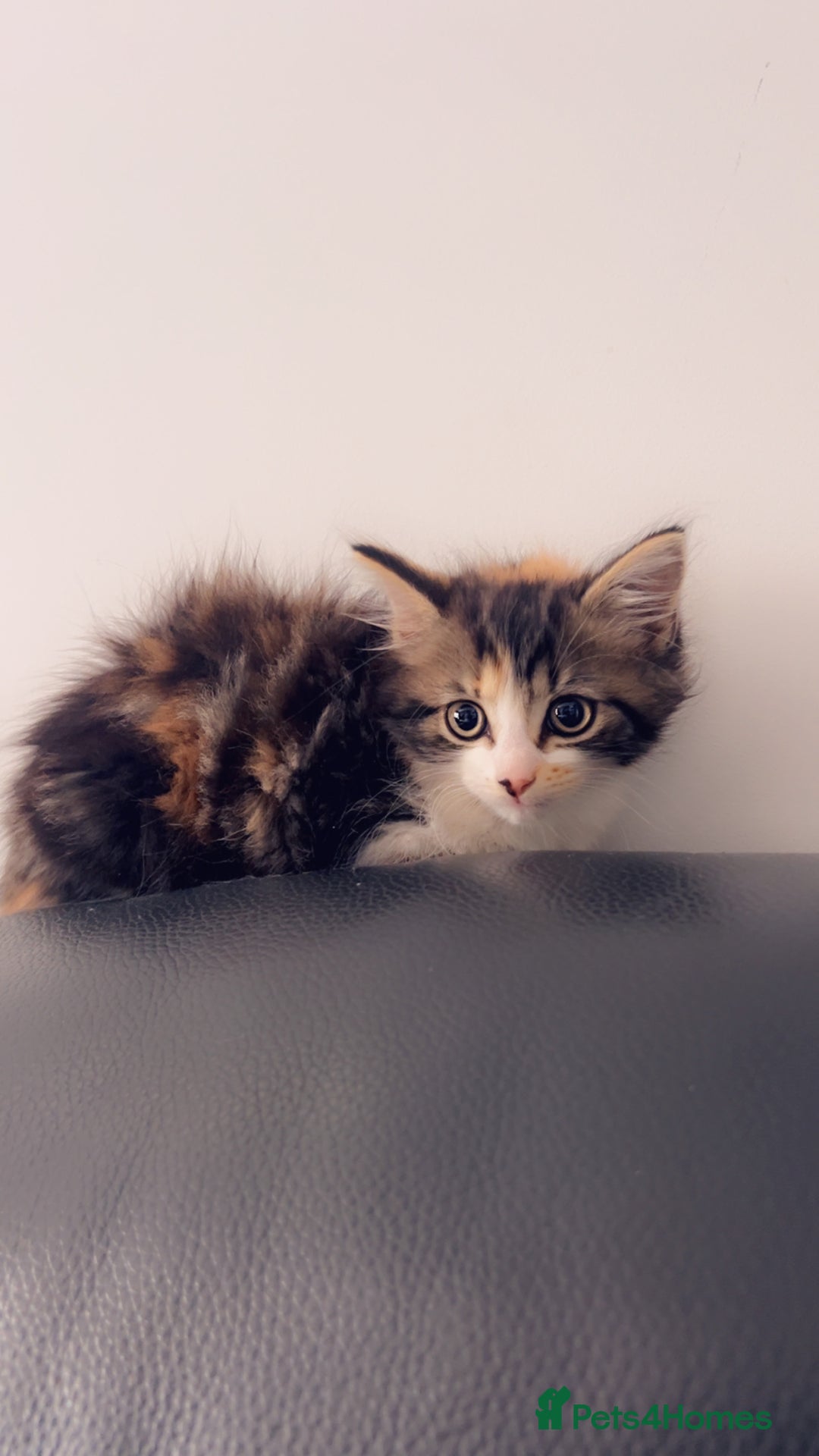 Mixed Breed cats for sale: Maximum  - Image 3