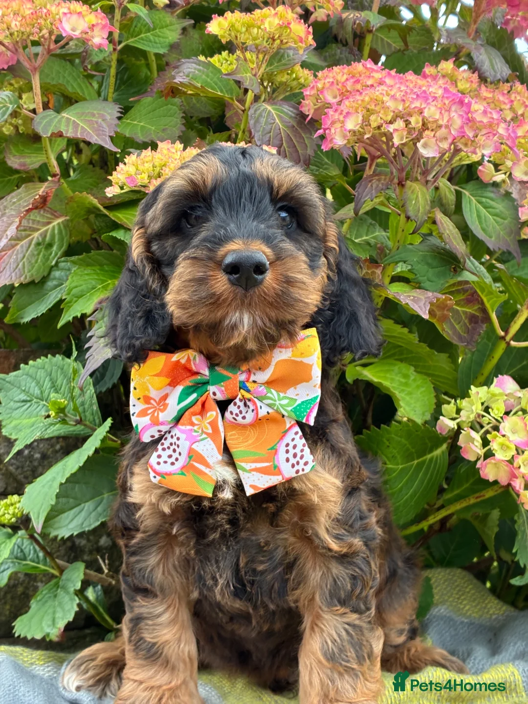 Cockapoo dogs for sale: F1 Cockapoo Puppies Available! - Advert 1