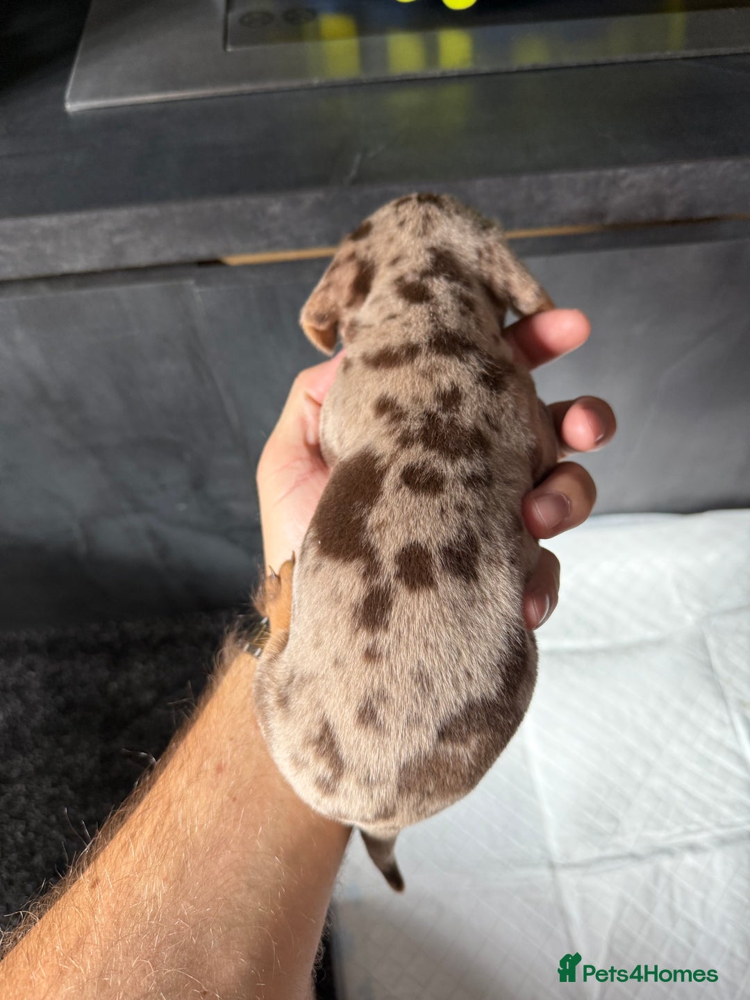 Miniature Dachshund dogs for sale: Miniature Dachshund puppies KC Reg Health tested - Image 15