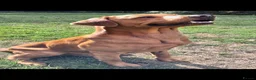 Labrador Retriever dogs for stud: *Fox red Labrador for stud* - Advert 4