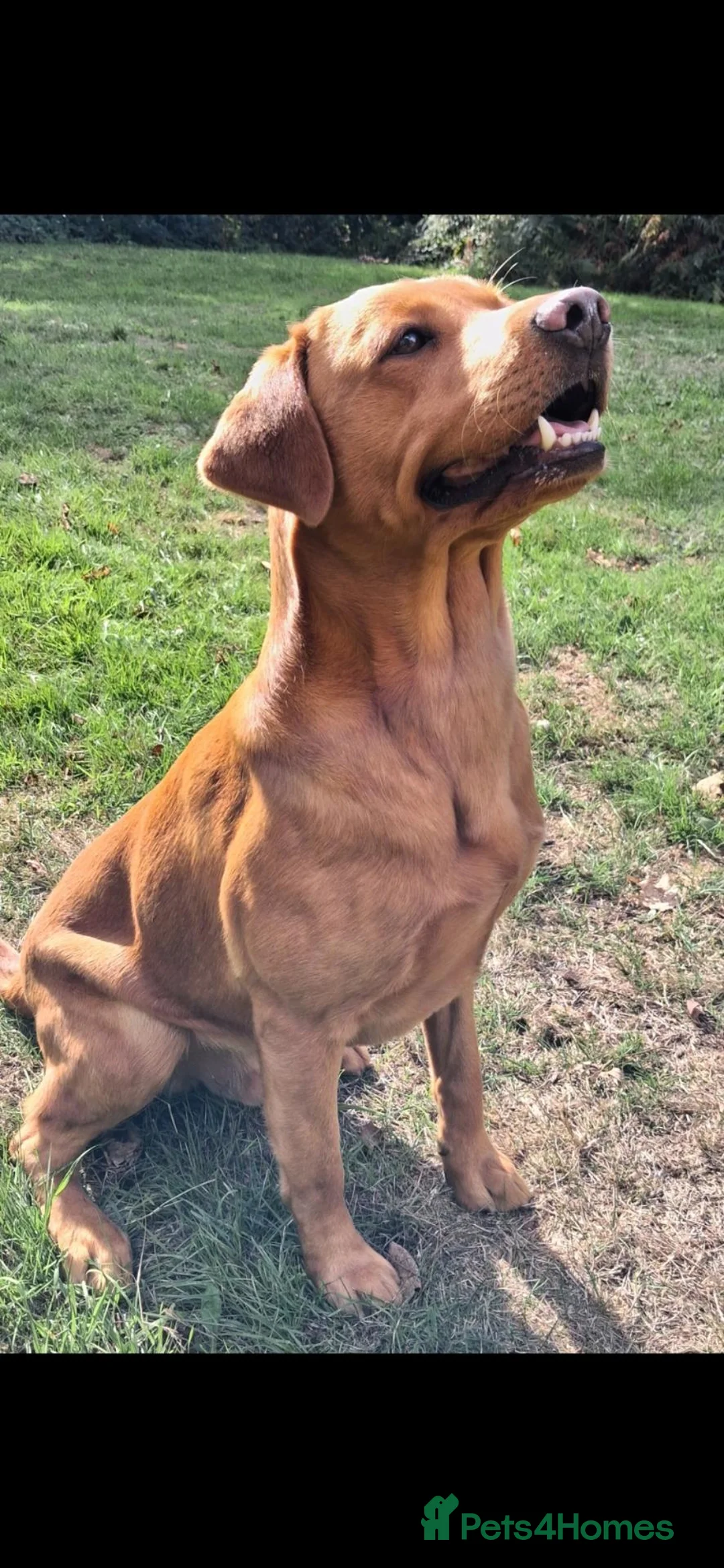 Labrador Retriever dogs for stud: *Fox red Labrador for stud* - Advert 4