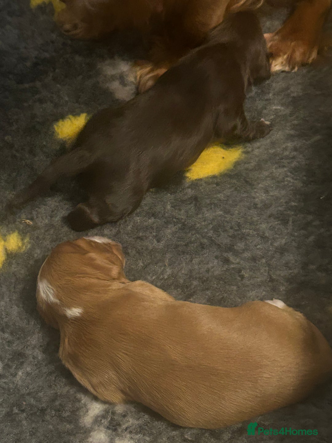 Cocker Spaniel dogs for sale: Working cocker spaniels - Advert 6