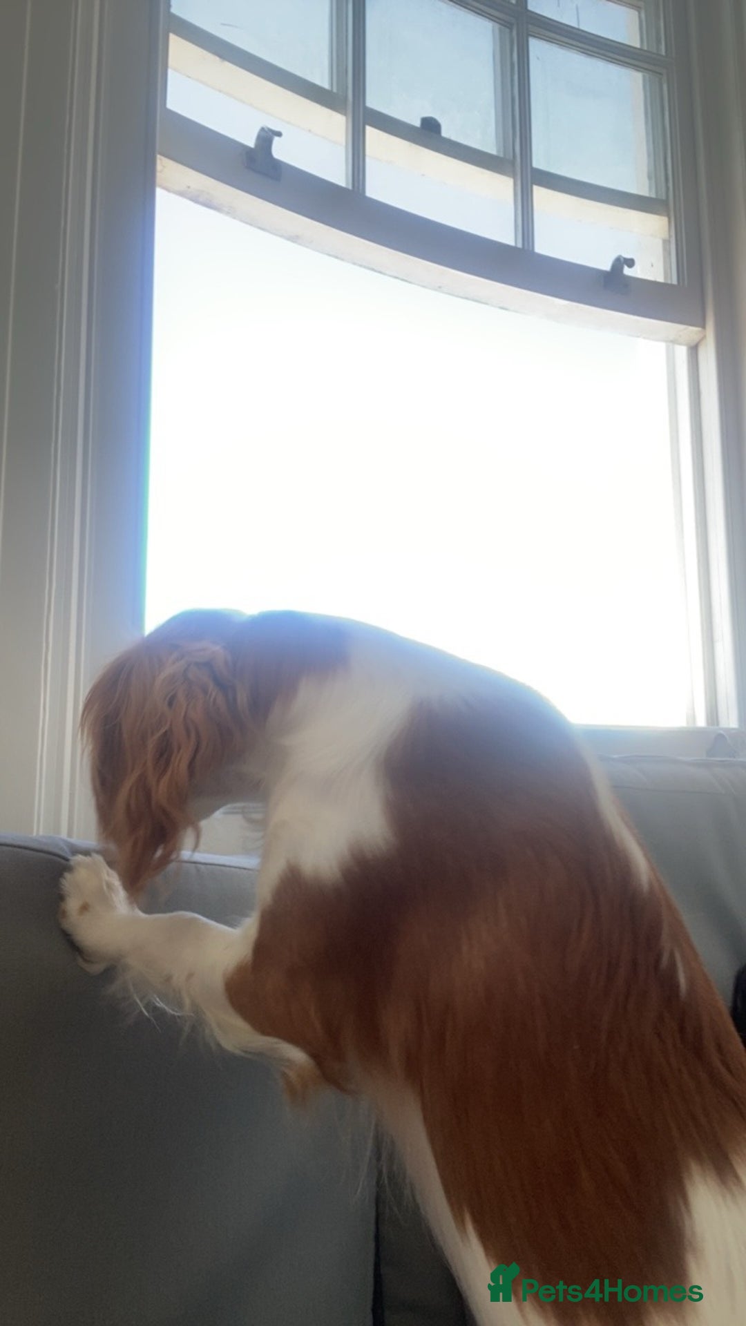 Cockalier dogs for sale: Cavalier Puppy–Loving, Healthy, and Full of Joy - Image 7