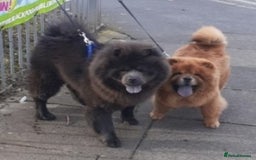 Chow Chow dogs for sale:  KC registered Chow Chow puppies for sale.🤗 - Image 37