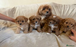 Cavapoo dogs for sale: Beautiful F1b Cavapoos Socialised, Family Raised, - Image 4