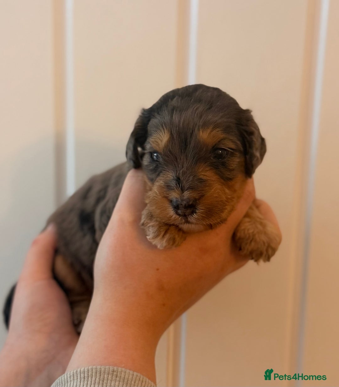 Cockapoo dogs for sale: Health tested Toy Cockerpoos - Advert 2