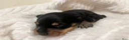Miniature Dachshund dogs for sale: Miniature dachshund puppies for sale - Advert 4