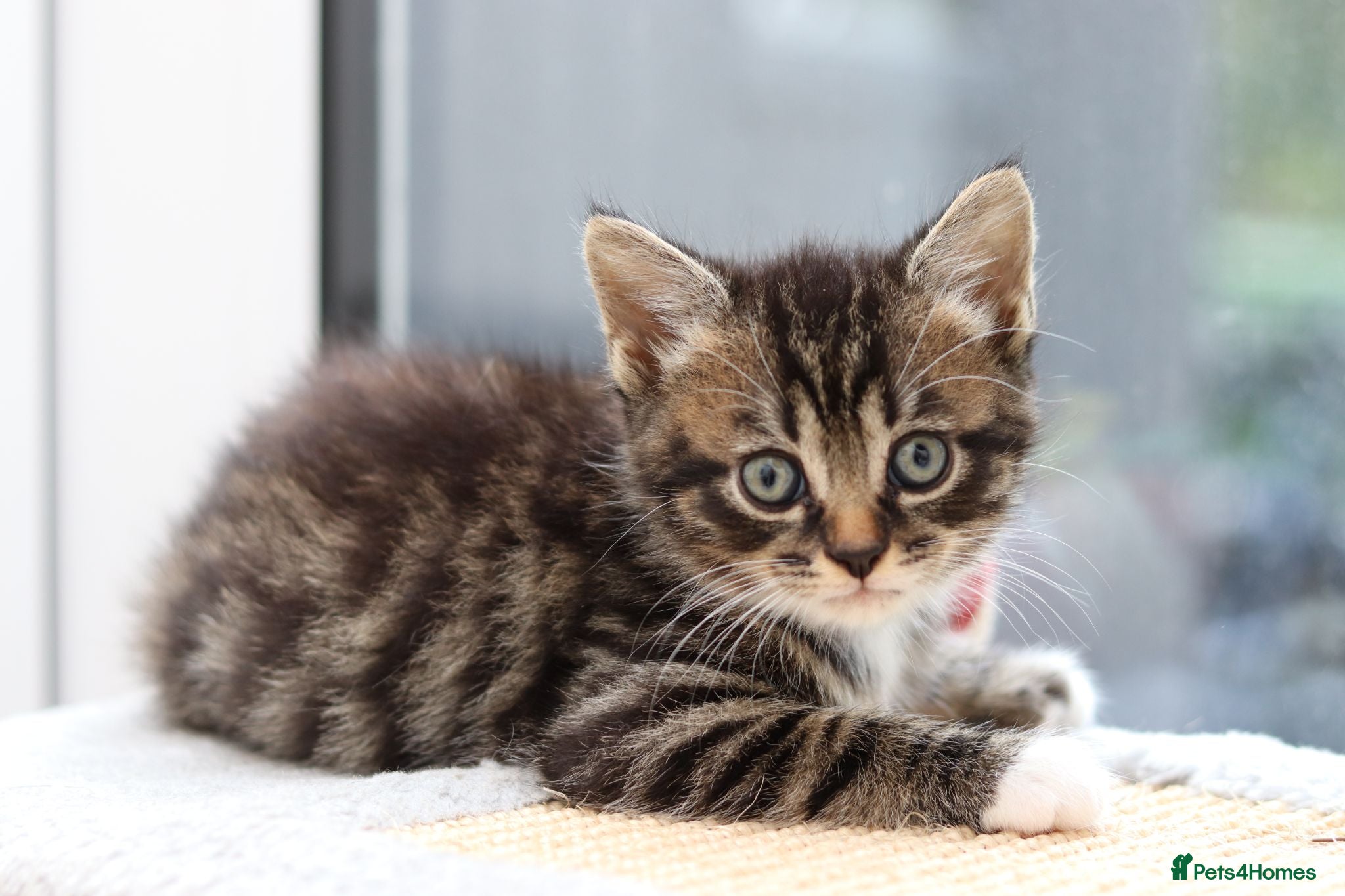 Mixed Breed cats Beautiful Tabby Kittens  - Advert 12