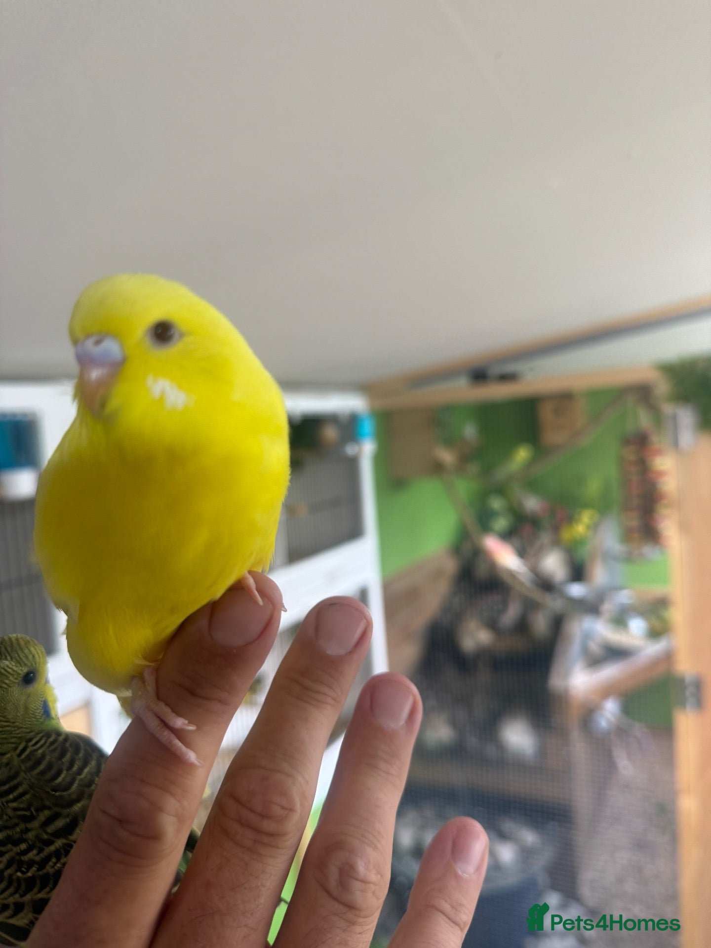 Budgerigars birds Baby budgies weeks old  - Advert 19