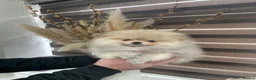 Pomeranian dogs for sale: KC mini Pomeranian  - Advert 21