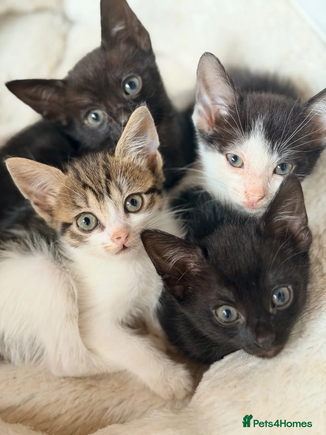 Mixed Breed cats for sale: Kittens ready to go - Advert 1