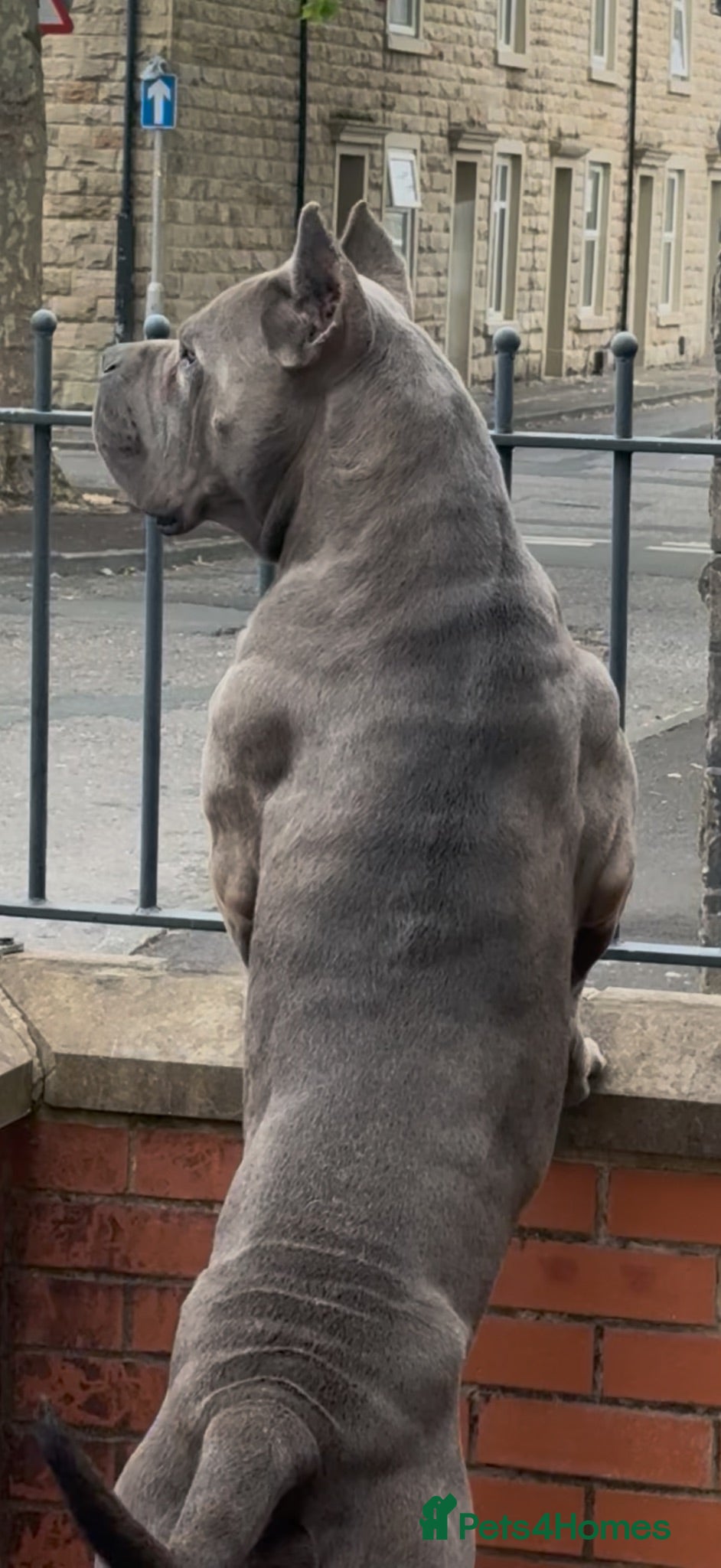 Cane Corso dogs Cane Corso  - Advert 1