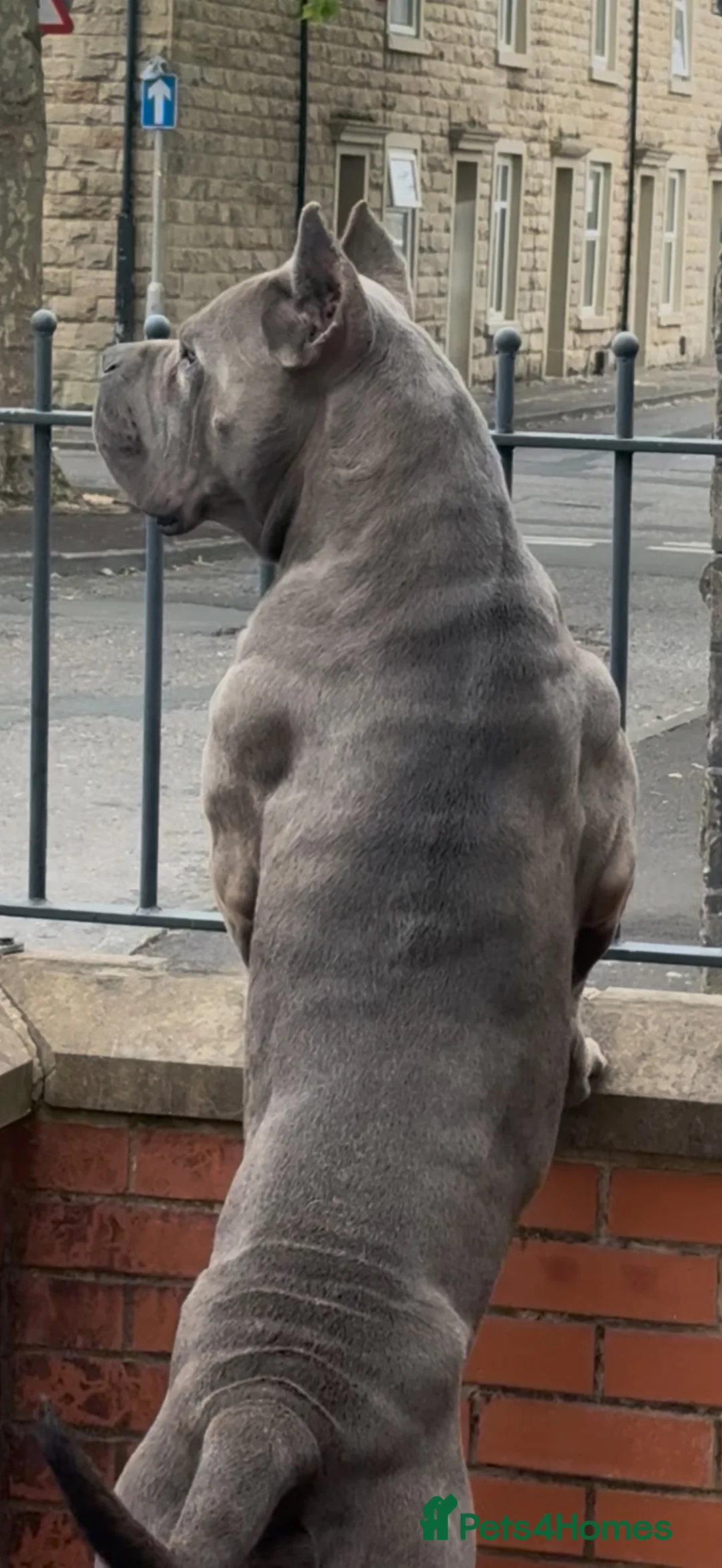 Cane Corso dogs for sale: Cane Corso  - Advert 1