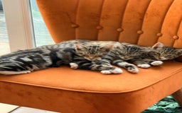 Burmese cats for sale: 4 boisterous kittens  - Image 6