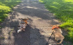 Miniature Dachshund dogs for sale: Miniature dachshund puppies  - Image 10