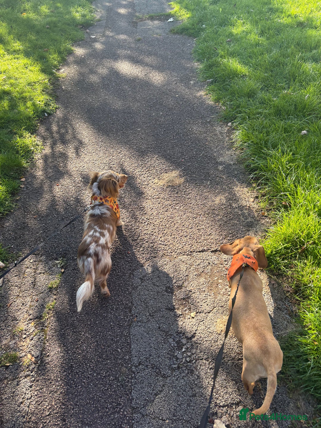 Miniature Dachshund dogs for sale: Miniature dachshund puppies  - Image 10