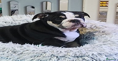 English Bulldog dogs - Advert 3